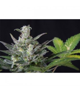 Auto Diesel Ryder  - Seedsman