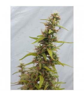 Auto Diesel Ryder  5 u. fem.  Seedsman