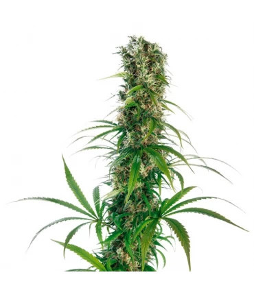Michka - Sensi Seeds - Kayamurcia.es
