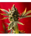 Dub reg. 15 uds. Reggae Seeds