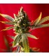 Dub reg.  7 uds. Reggae Seeds