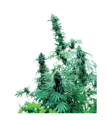 Early Skunk - Sensi Seeds - Kayamurcia.es
