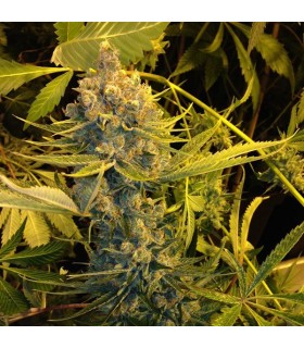 Dawg Star - T.H. Seeds.