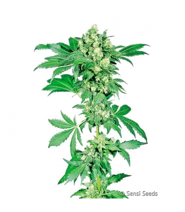 Afghani n1 - Sensi Seeds - Kayamurcia.es