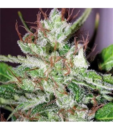 Eldorado 10 u. reg. The Sativaseed Bank