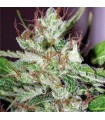 Eldorado 10 u. reg. The Sativaseed Bank