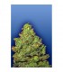 Edelweiss - Flying Dutchmen