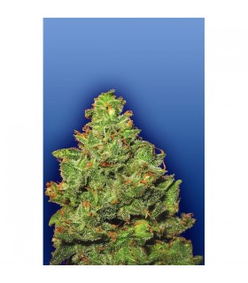 Edelweiss - Flying Dutchmen