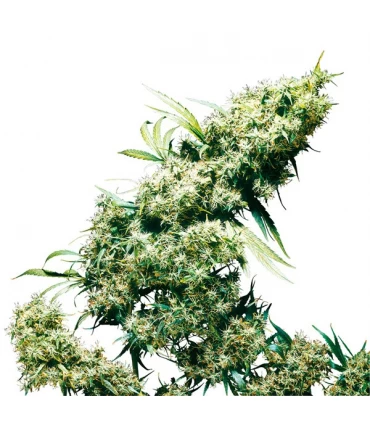 Jamaican Pearl - Sensi Seeds - Kayamurcia.es