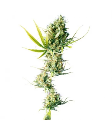 Durban - Sensi Seeds - Kayamurcia.es