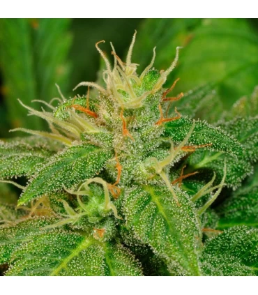 Electric Lemon G 10 u. reg. T.H. Seeds
