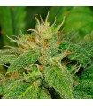 Electric Lemon G 10 u. reg. T.H. Seeds