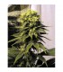 Early Queen 15 u. reg. Mr. Nice