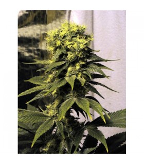 Early Queen 15 u. reg. Mr. Nice