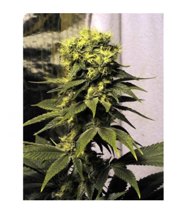 Early Queen 15 u. reg. Mr. Nice