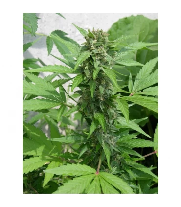 Auto Easy Ryder 10 u. fem.  Seedsman