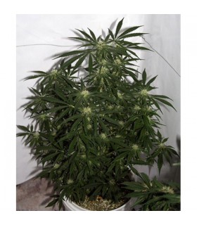 Early Skunk Haze (Early Pearl x Haze) 15 u. reg. Mr. Nice