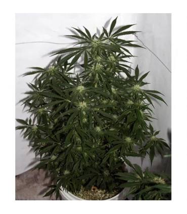 Early Skunk Haze (Early Pearl x Haze) 15 u. reg. Mr. Nice
