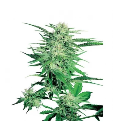 Big Bud - Sensi Seeds - Kayamurcia.es