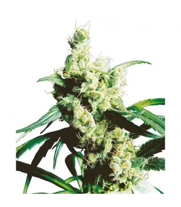 Silver Haze n9 - Sensi Seeds - Kayamurcia.es