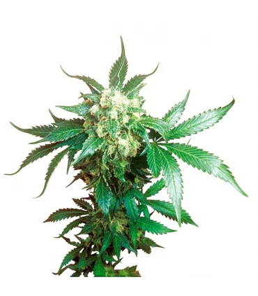 Black Domina - Sensi Seeds - Kayamurcia.es