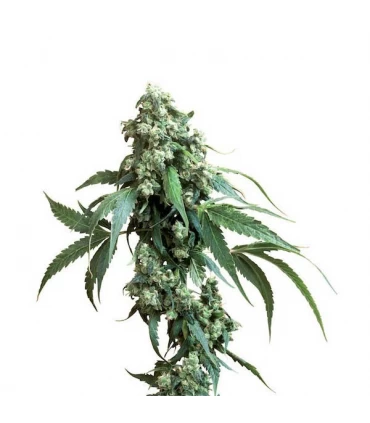 Jack Flash n5 - Sensi Seeds - Kayamurcia.es