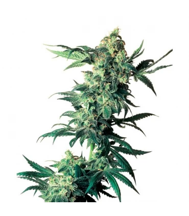 Northern Lights - Sensi Seeds - Kayamurcia.es