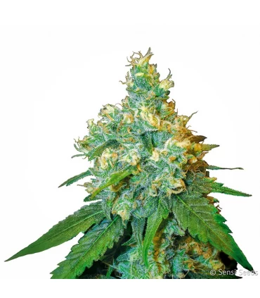 Jack Herer - Sensi Seeds - Kayamurcia.es