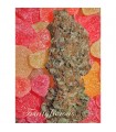 Fruitylicious 6 u. fem. Mandala Seeds (AGOTADA EN ORIGEN)