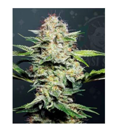 Auto Sensi Skunk - Sensi Seeds - Kayamurcia.es