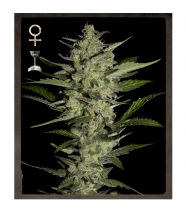 Flowerbomb Kush - Strain Hunters.