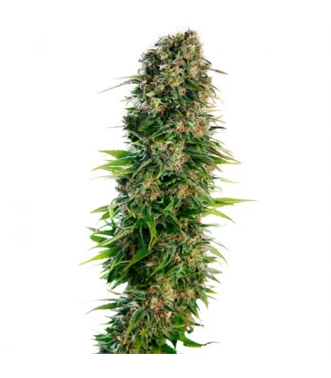 Auto Hindu Kush - Sensi Seeds - Kayamurcia.es