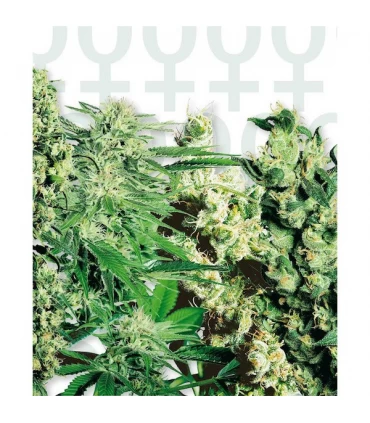 Feminized Mix - Sensi Seeds - Kayamurcia.es