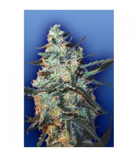 Feminized Mix 10 u. fem. Flying Dutchmen