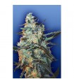 Feminized Mix 10 u. fem. Flying Dutchmen