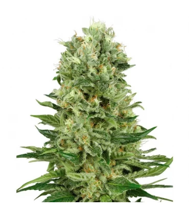 Auto Skunk n1 - Sensi Seeds - Kayamurcia.es