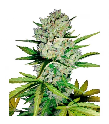 Auto Super Skunk - Sensi Seeds - Kayamurcia.es