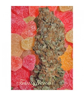 Fruitylicious - Mandala Seeds