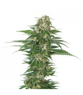 Auto Early Skunk - Sensi Seeds - Kayamurcia.es