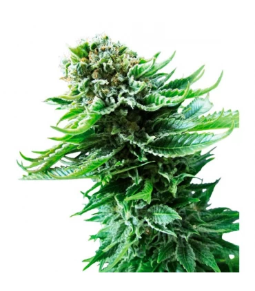 Auto NL - Sensi Seeds - Kayamurcia.es