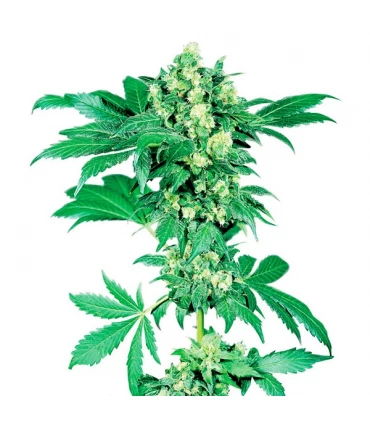 Auto Afghani n1 - Sensi Seeds - Kayamurcia.es