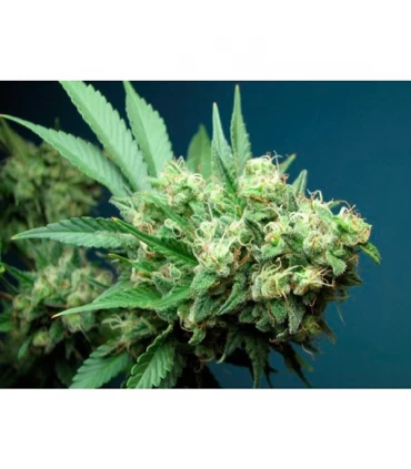 Green Crack - The Cali Connection