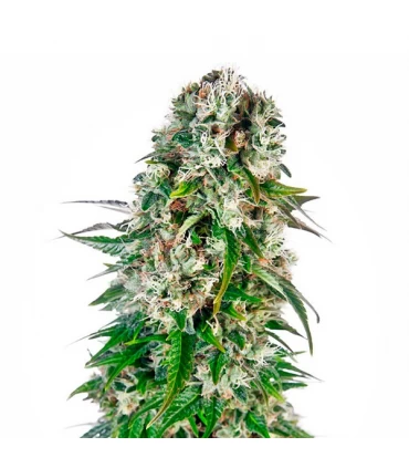 Auto Big Bud - Sensi Seeds - Kayamurcia.es