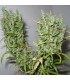 Ghana 10 u. reg. Cannabiogen
