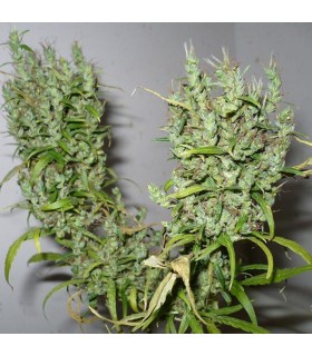 Ghana 10 u. reg. Cannabiogen