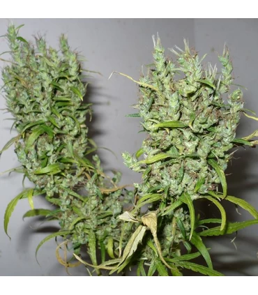 Ghana 10 u. reg. Cannabiogen