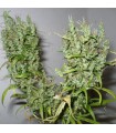 Ghana 10 u. reg. Cannabiogen