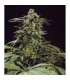 G13 x Skunk  15 u. reg. Mr. Nice