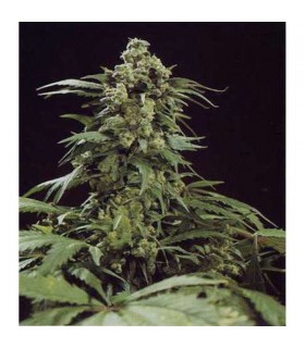 G13 x Skunk  15 u. reg. Mr. Nice