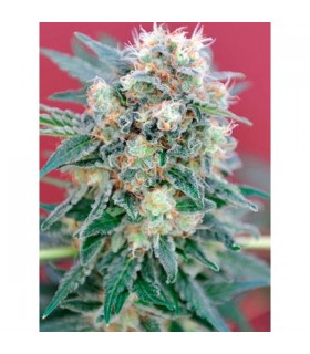 Ganesh 10 u. reg. Mandala Seeds
